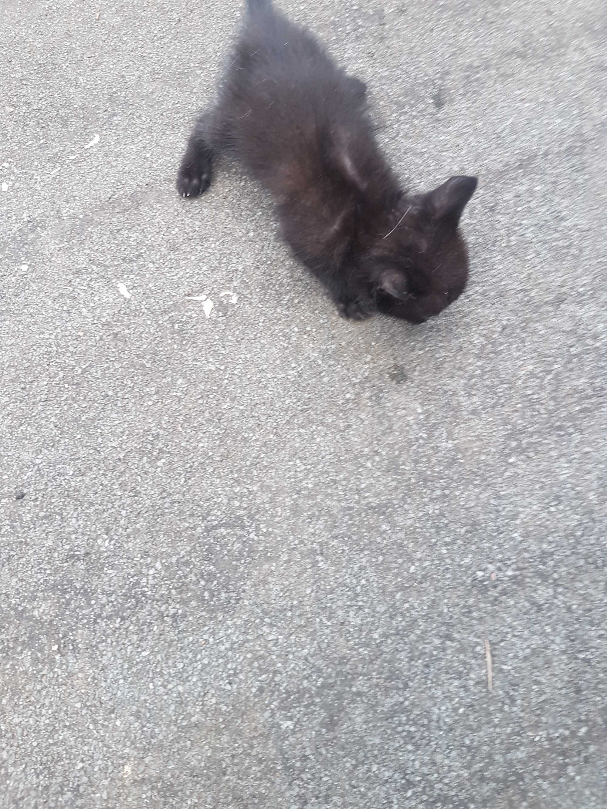 Dou 4 gatinhos com um mês e 5 dias. Para adoção séria e responsável.