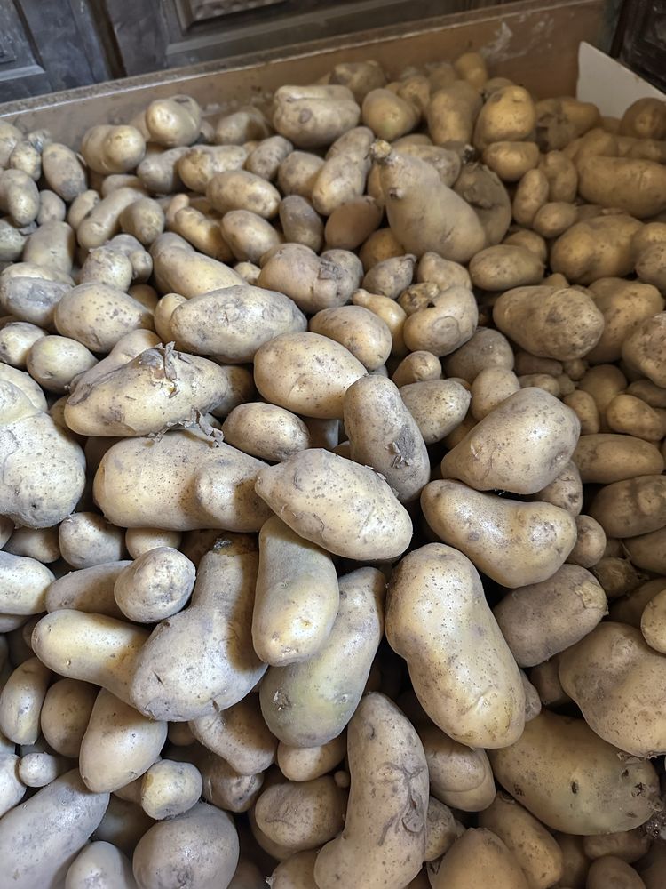 Batata nova  de qualidade