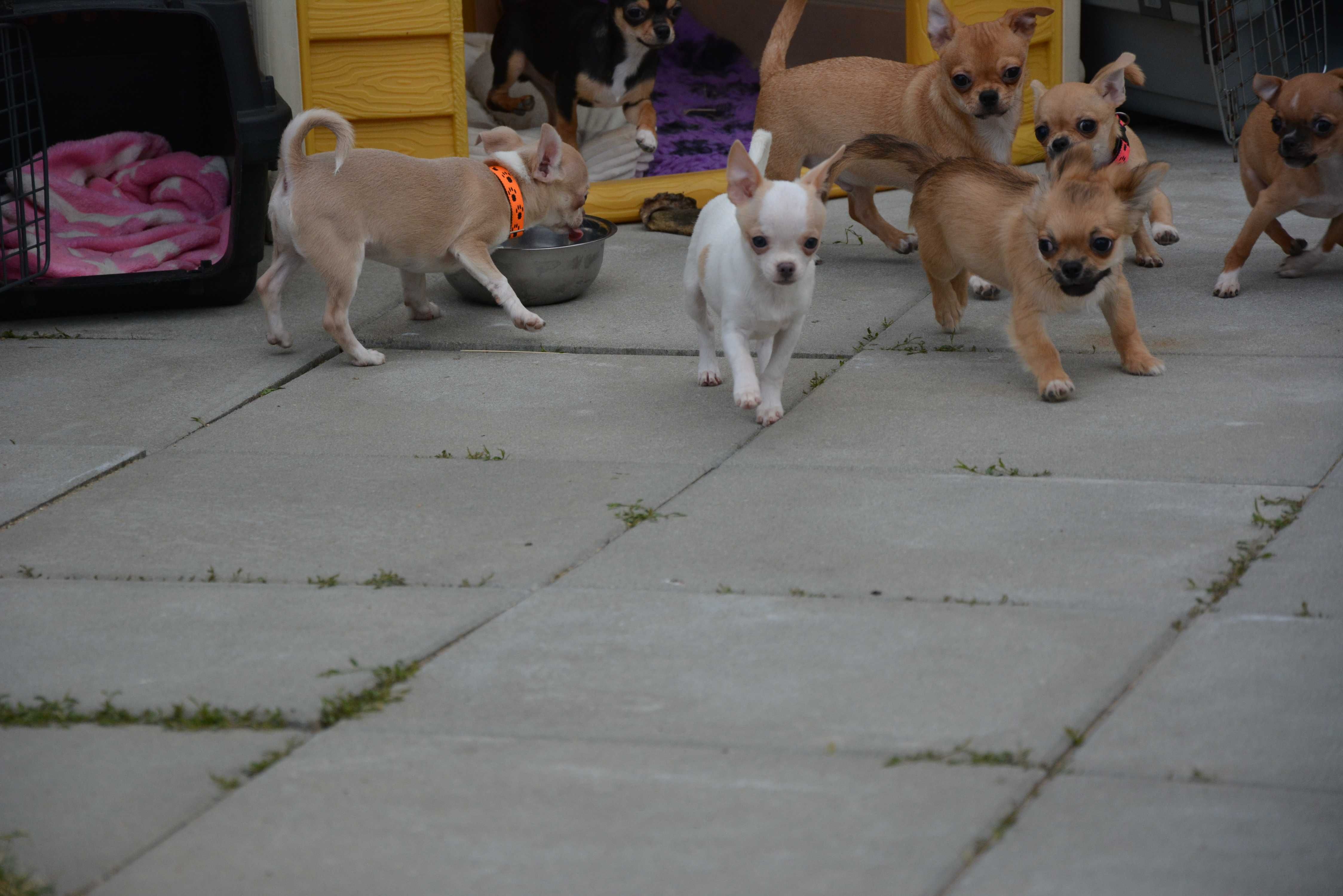 Chihuahua chlopak krótkowłosy FCI