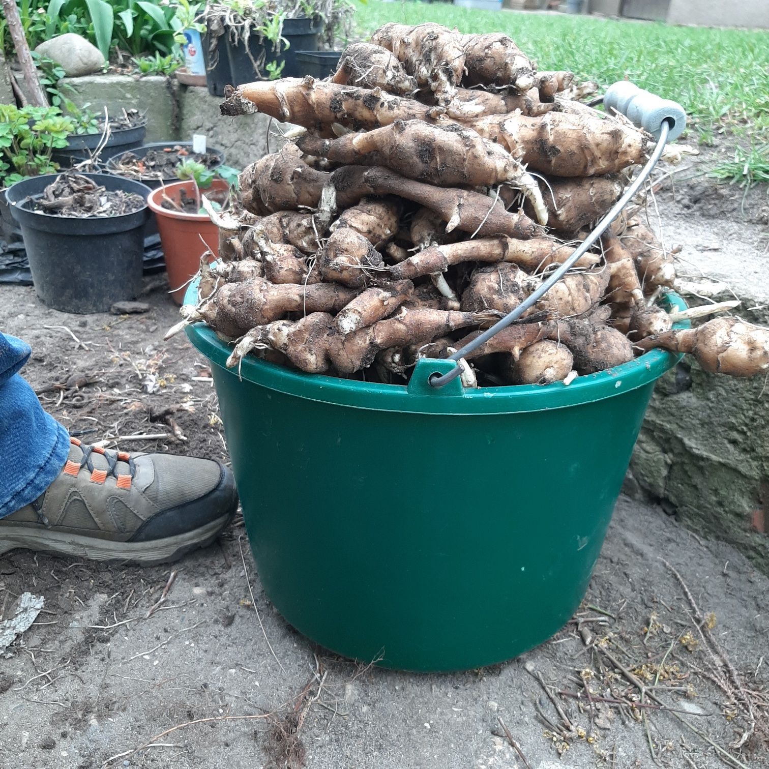 Topinambur sadzonki po 1.50