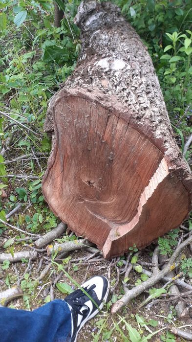 3 x Drewno kłoda orzech włoski kloc