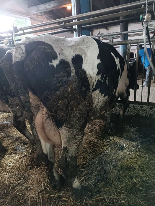 Sprawdzam krowy z mlekiem i jałówki wysokocielne