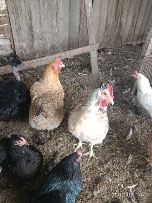 Кури геркулес , кури