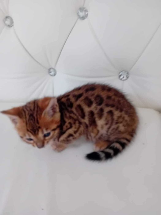 Kocurek rasy Bengalskiej