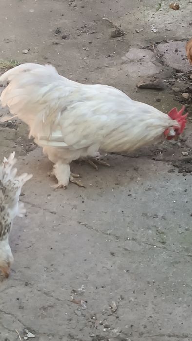 Петух большой и карликовый