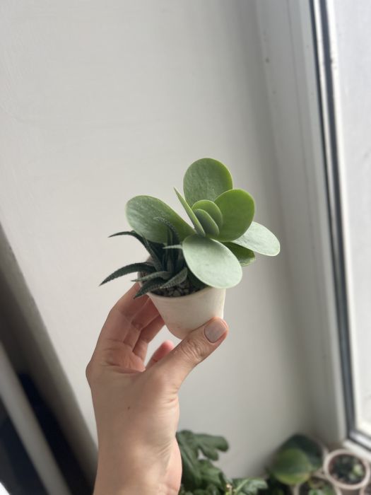 Набір сукулентів