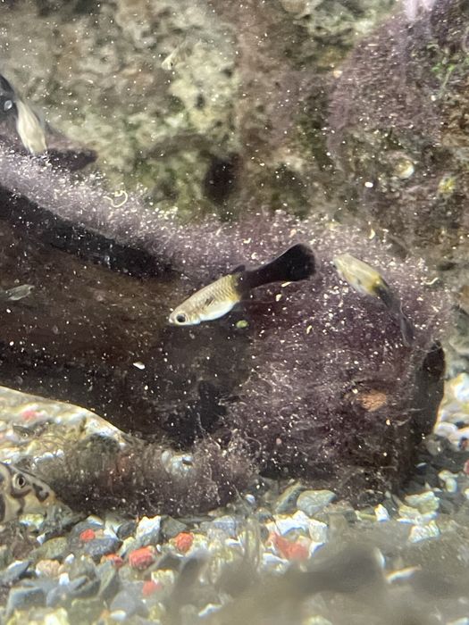 Guppy juvenis pretos
