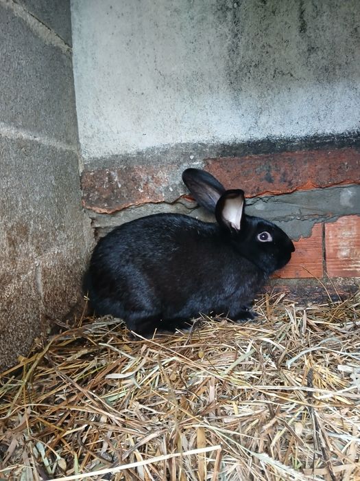 Vendo coelhos caseiros