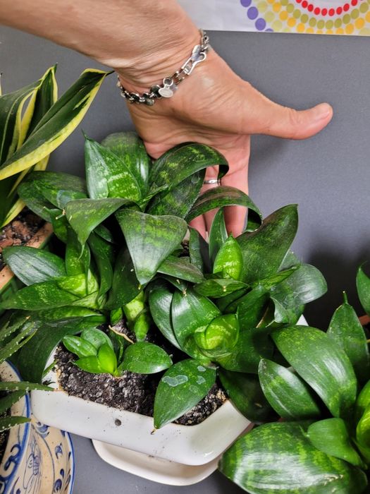 Сансевиерия  хани низкорослая,тещин язык,щучий хвост