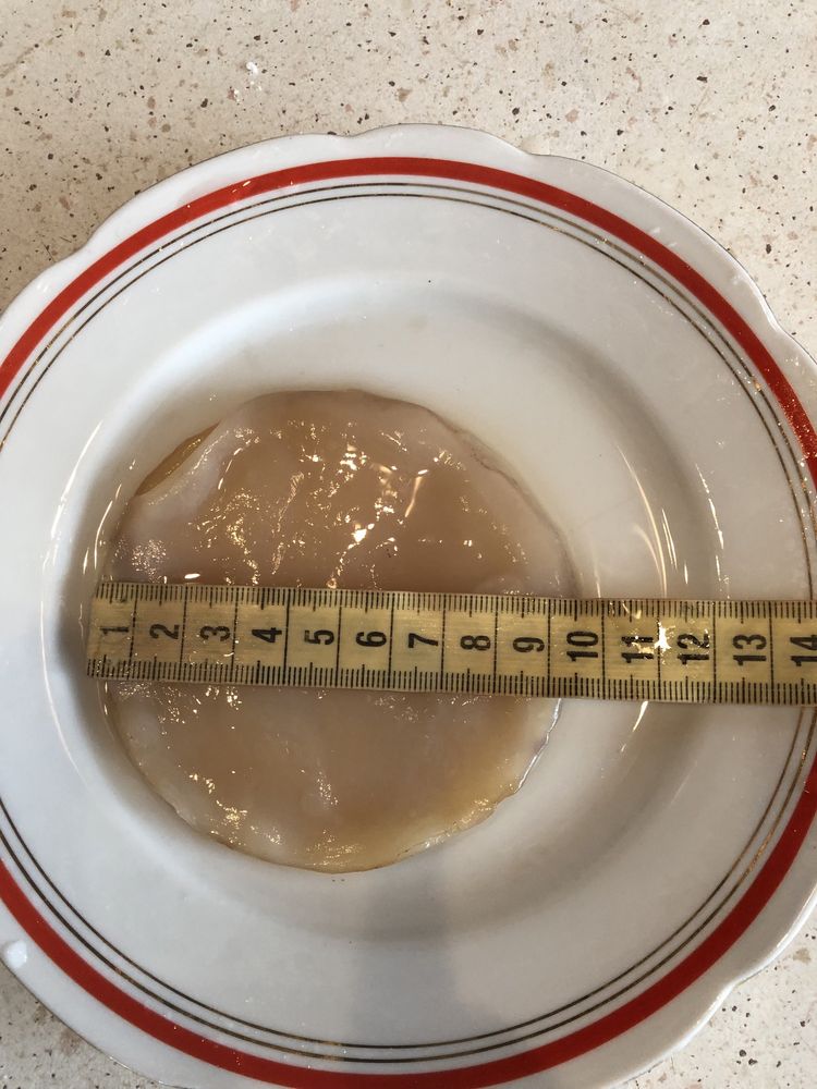 Grzybek herbaciany kambucha kombucha scoby.