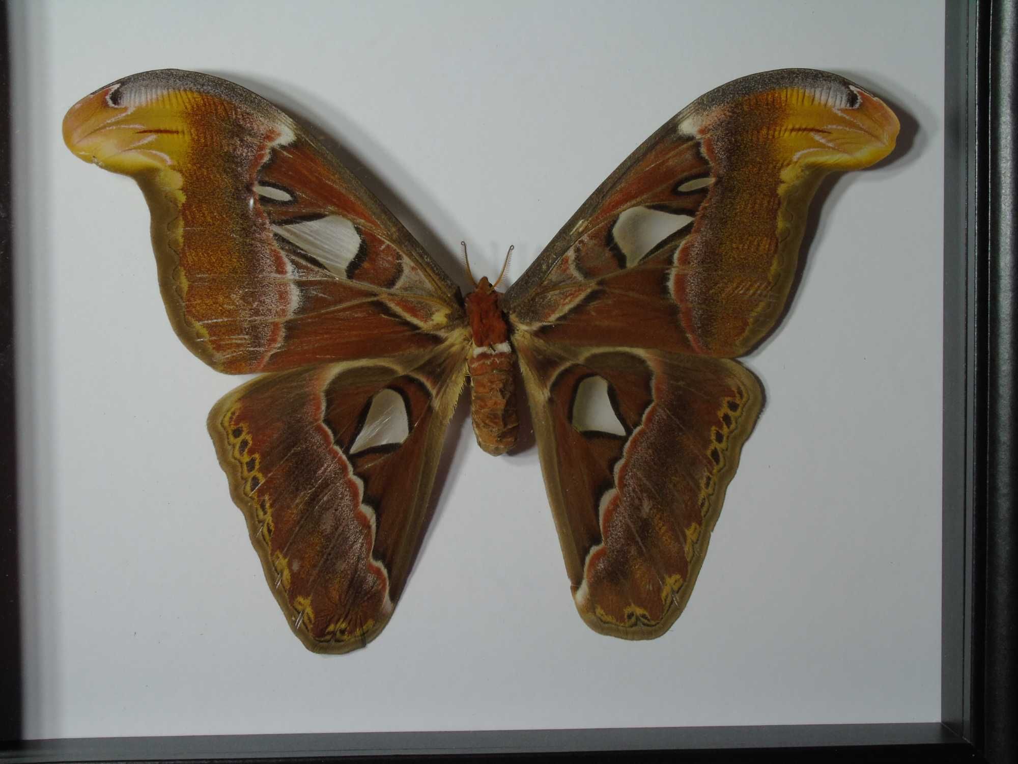 Motyl w ramce / gablotce 27 x 22 cm . Attacus atlas - 210 mm .