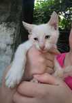 Gatinhos para adoção