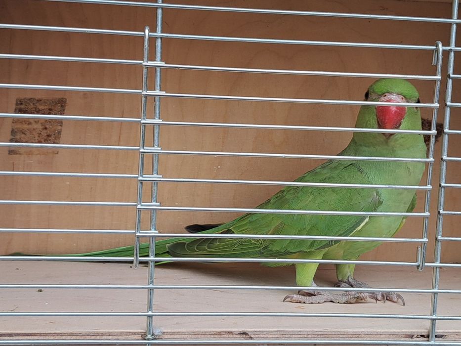 Papugi, papużki aleksandretty obrożne