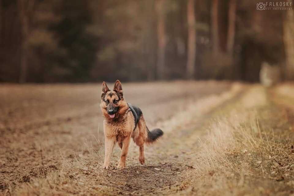 Czaki- 3 letnia sunia w typie owczarka niemieckiego do adopcji!