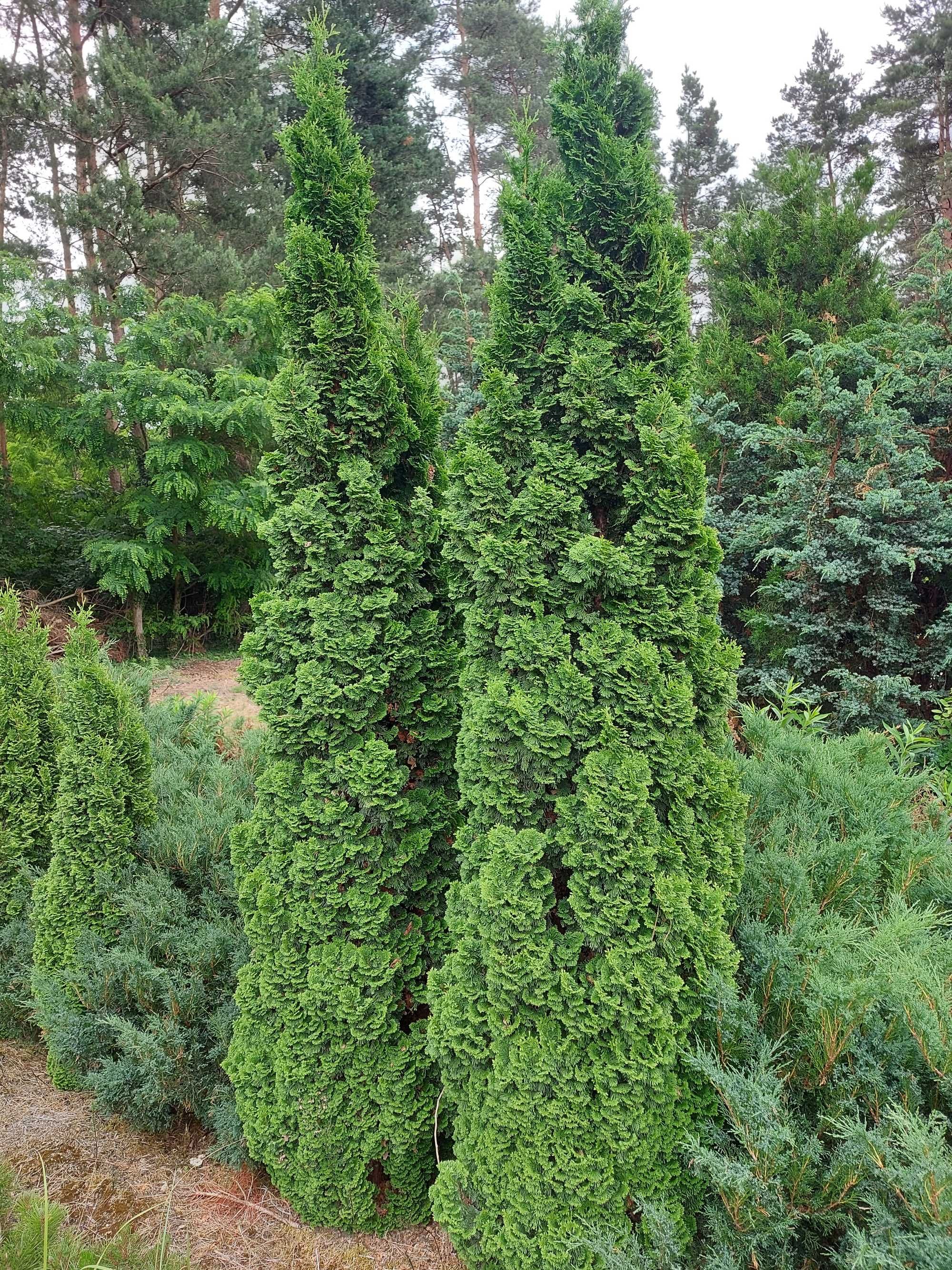TUJE NA ŻYWOPŁOT 180cm Tuja Spiralis Groots Spire kolumnowa DUŻA