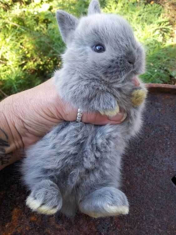 Coelhos anões mini lop +Gaiola nova+alimentação adequada