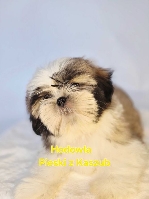 Shih-tzu Lucky Gotowy do Odbioru