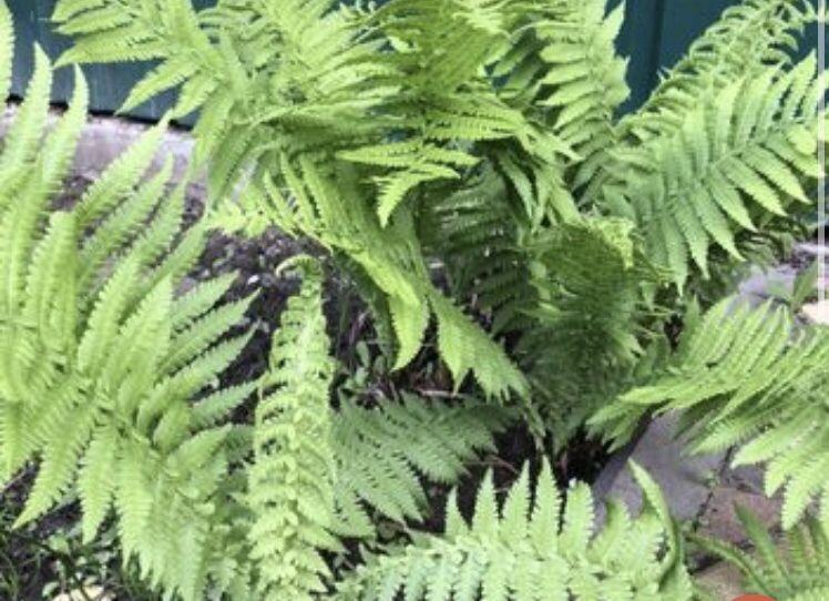 Продам шикарний папоротнік