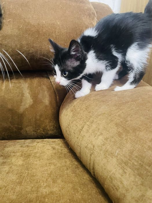 Кошеня шукає родину