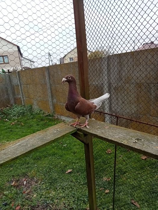 Gołębie Rzeszowski Rzeszowskie