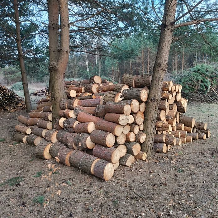 Drzewo na opał Sosna