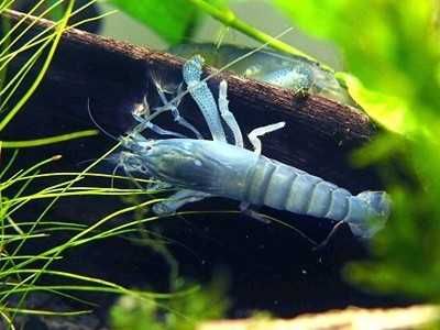 MISIEKZOO krewetki - Krewetka gabońska tylko 28zł