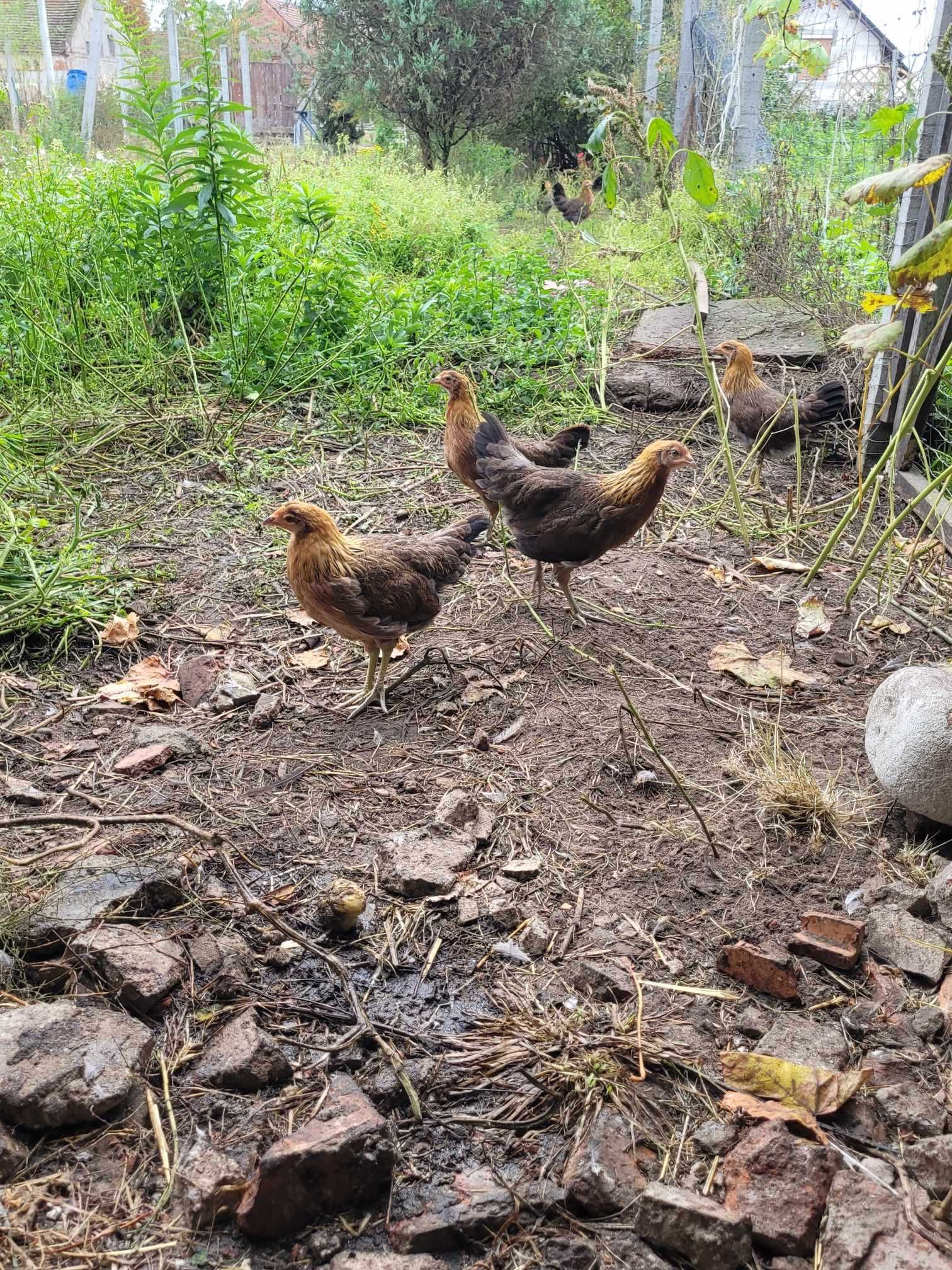 jaja wiejskie hodowla ekstensywna, naturalna
