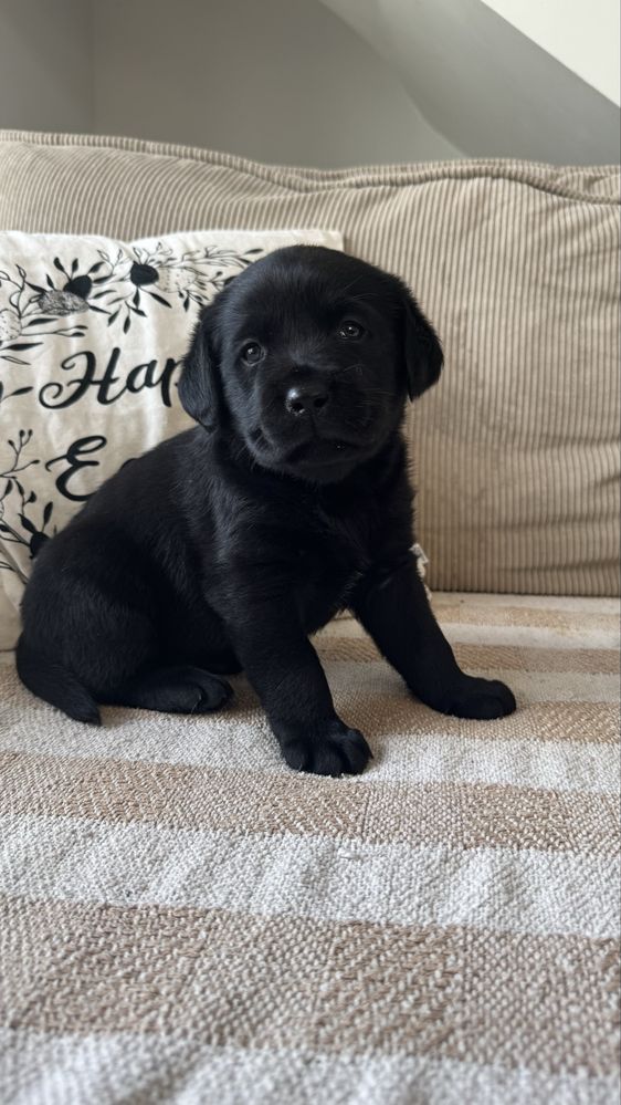 Czarny labrador retriever Nelson