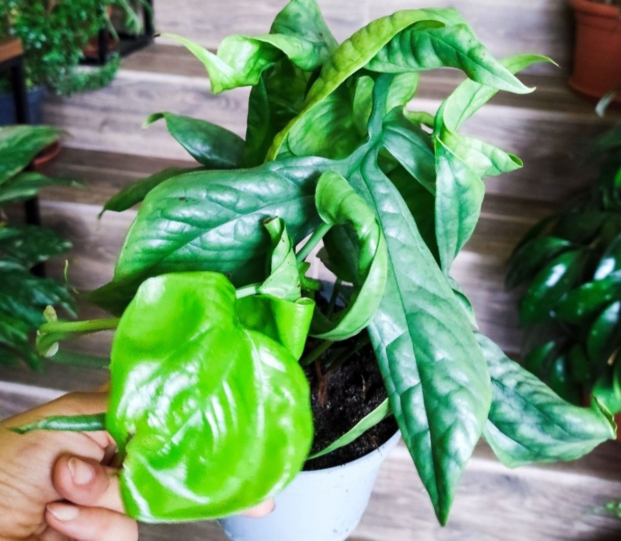 Amydrium (monstera Spiderman)