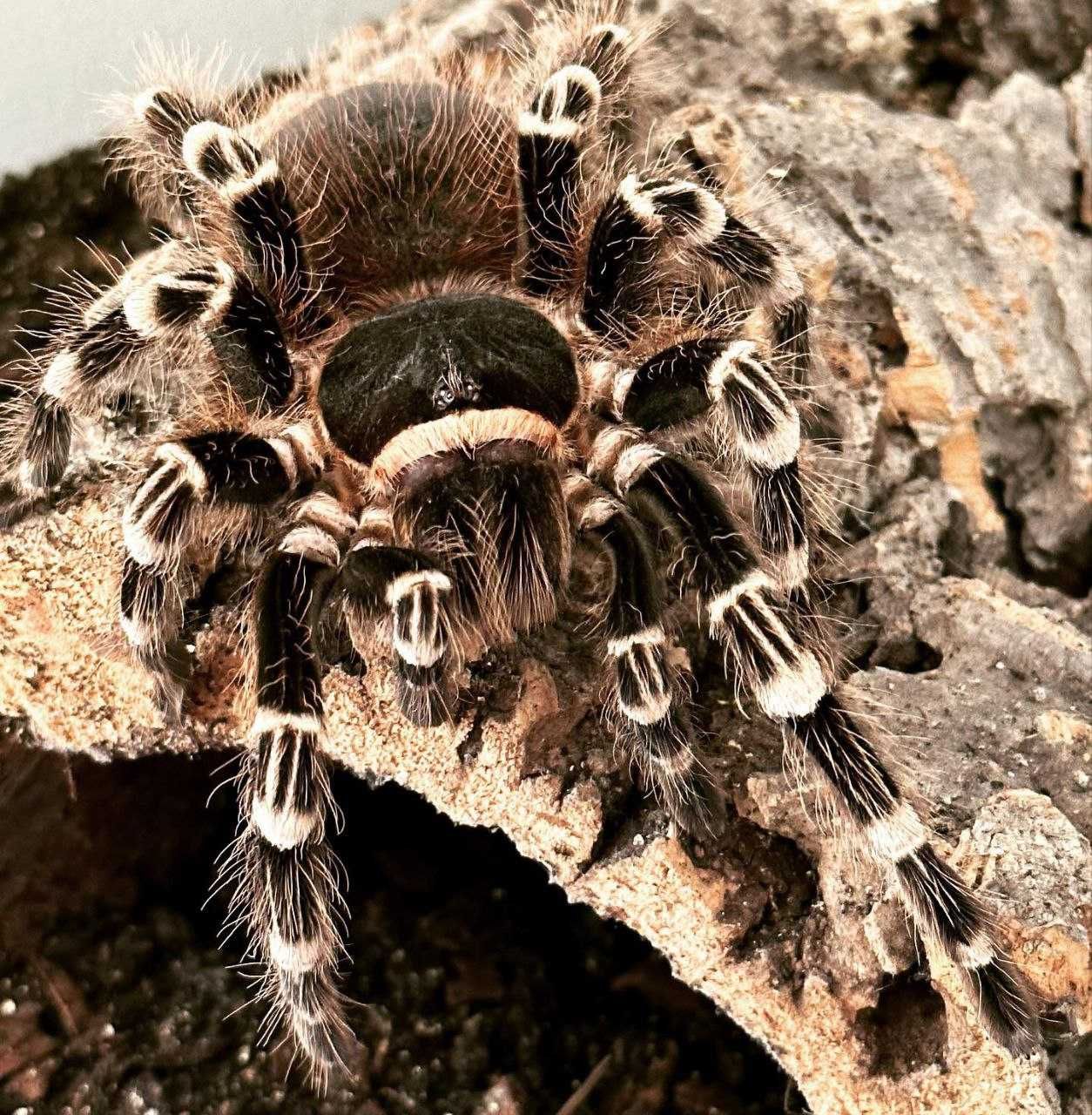 Самка паука птицееда тарантула Acanthoscurria geniculata