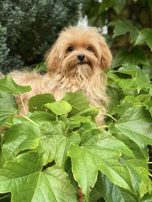 Міні мальтипу хлопчик