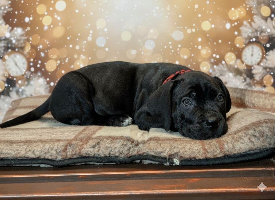 ІДЕАЛЬНИЙ МОМЕНТ в перекладі означає його им'я