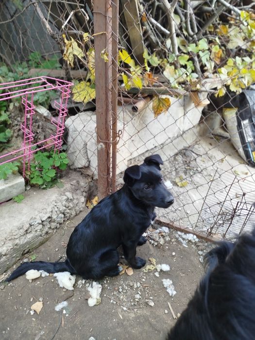 Отдам щенка девочку