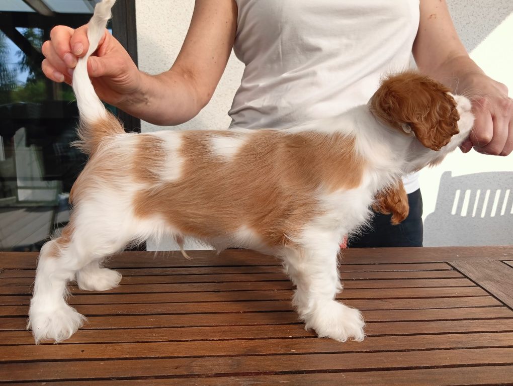 Cavalier King Charles Spaniel ZKwP