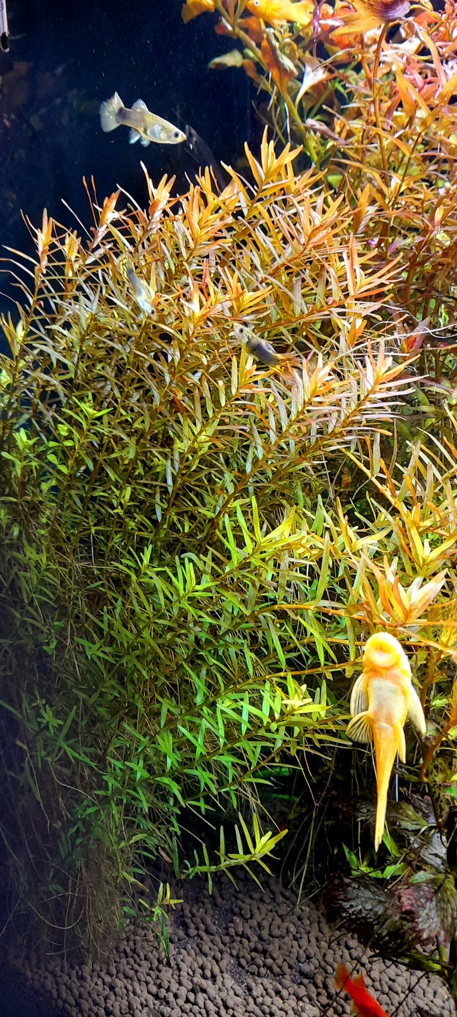 Rotala hong kong roślina akwariowa