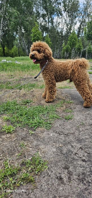 В'язка той пудель