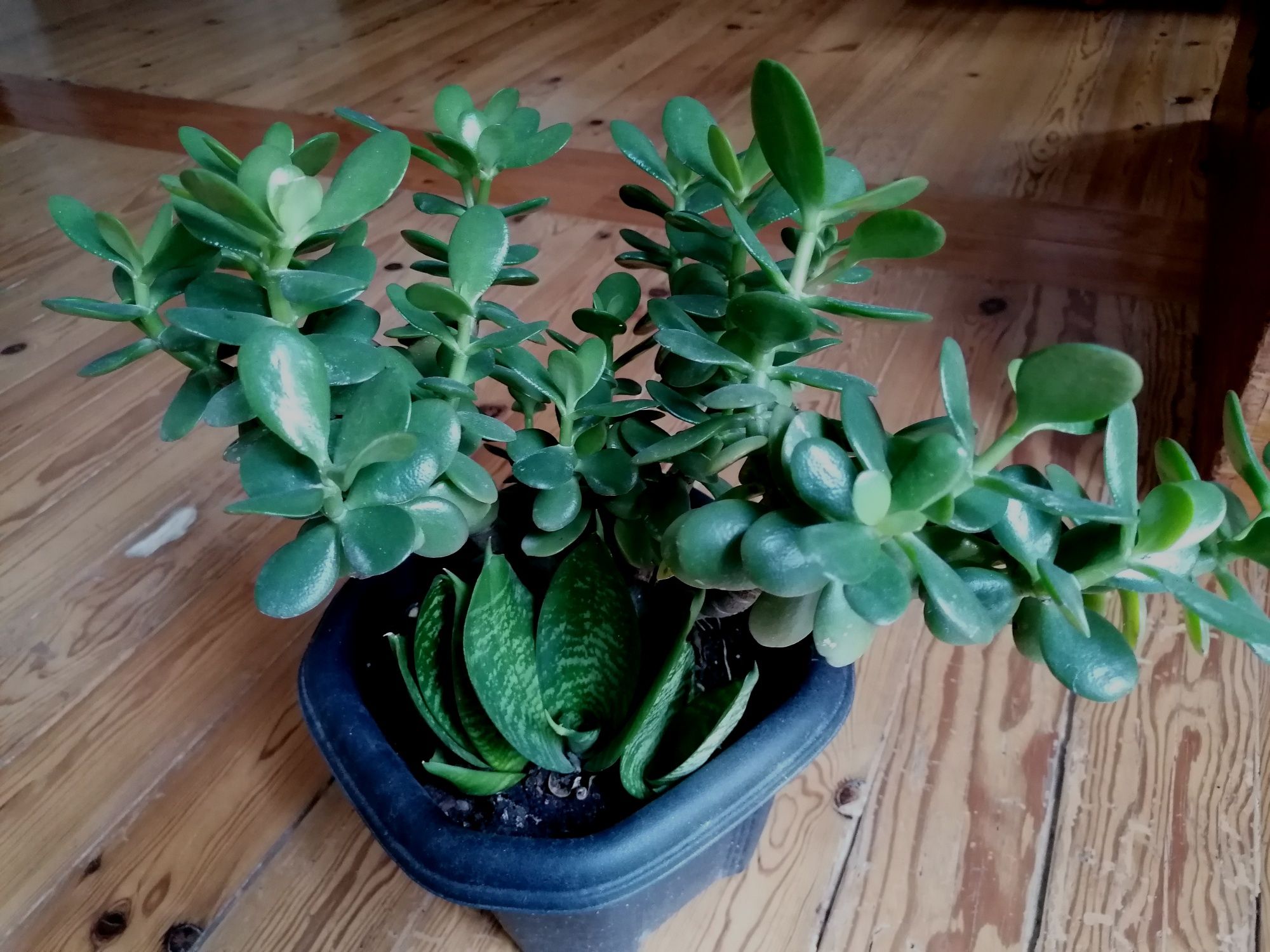 Mix de 2 plantas (suculentas)  | altura 43cm29 cm