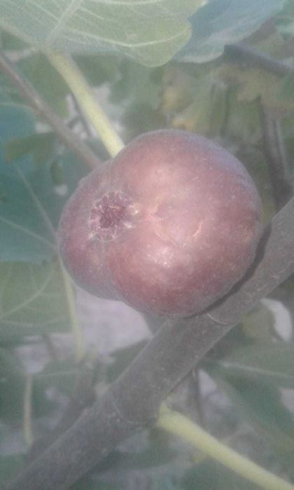 продам саженцы инжира