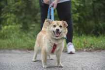 Śliczna malutka beżowa sunia Safia w typie corgi szuka domu