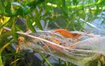 krewetki Neocaridina Orange