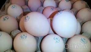інкубаційне яйце оптом
