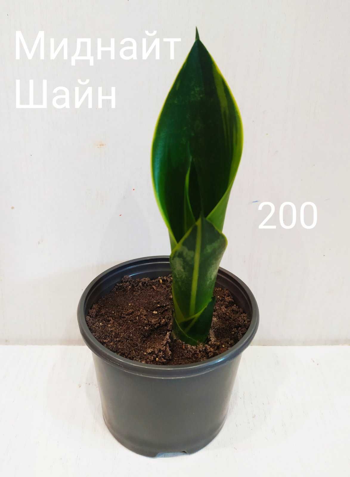 Сансевиерия Миднайт Шайн