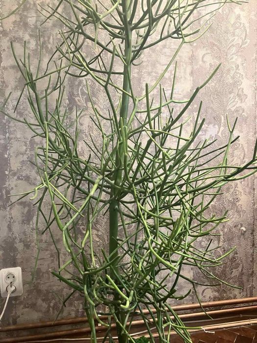 Молочай тірукаллі Euphorbia tirucalli