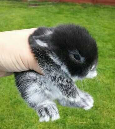 Mini coelhos anões Teddy, angorá, mini holandês, toy vacinados