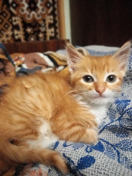 Кошеня руде котик
