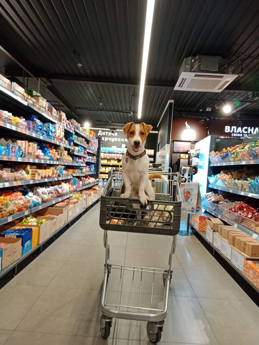 В'язка Джек Рассел Тер'єр