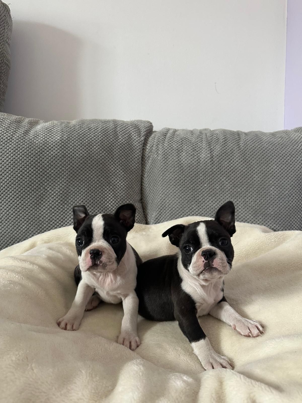 Boston terrier suczka