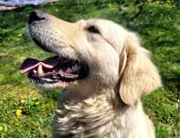 Golden retriever z rodowodem 5 letni