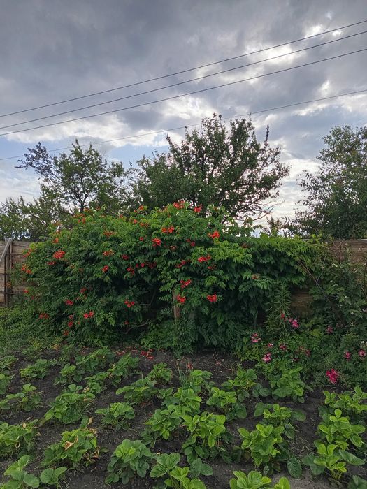 Продам дачу Власівка кооп Граніт