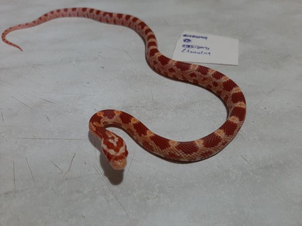 Wąż zbożowy młody 35 cm amel, albino